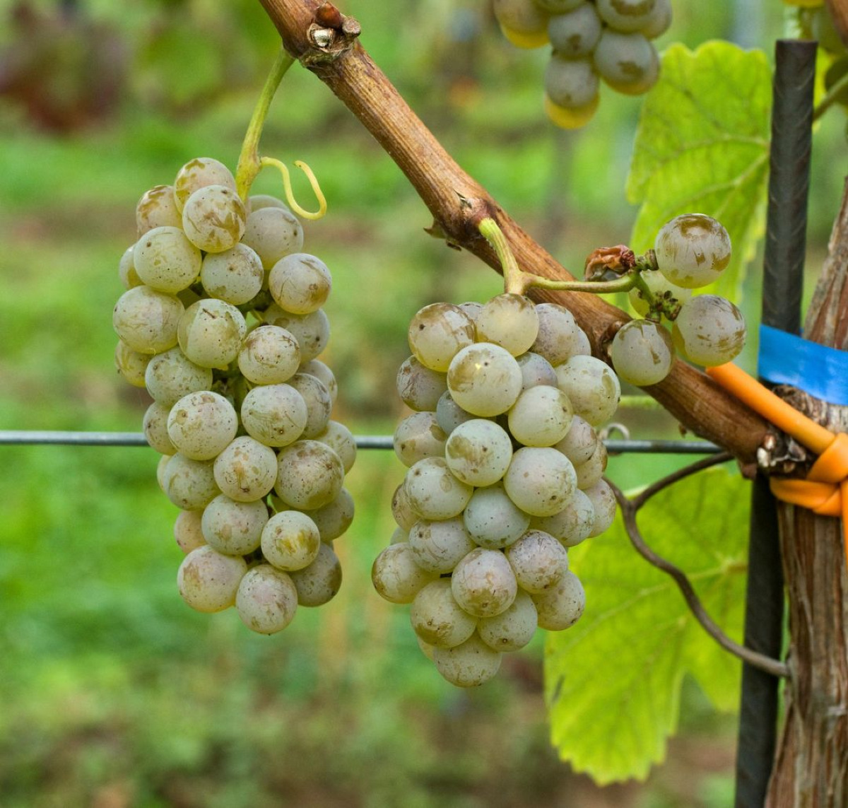 Grüner Adelfränkisch