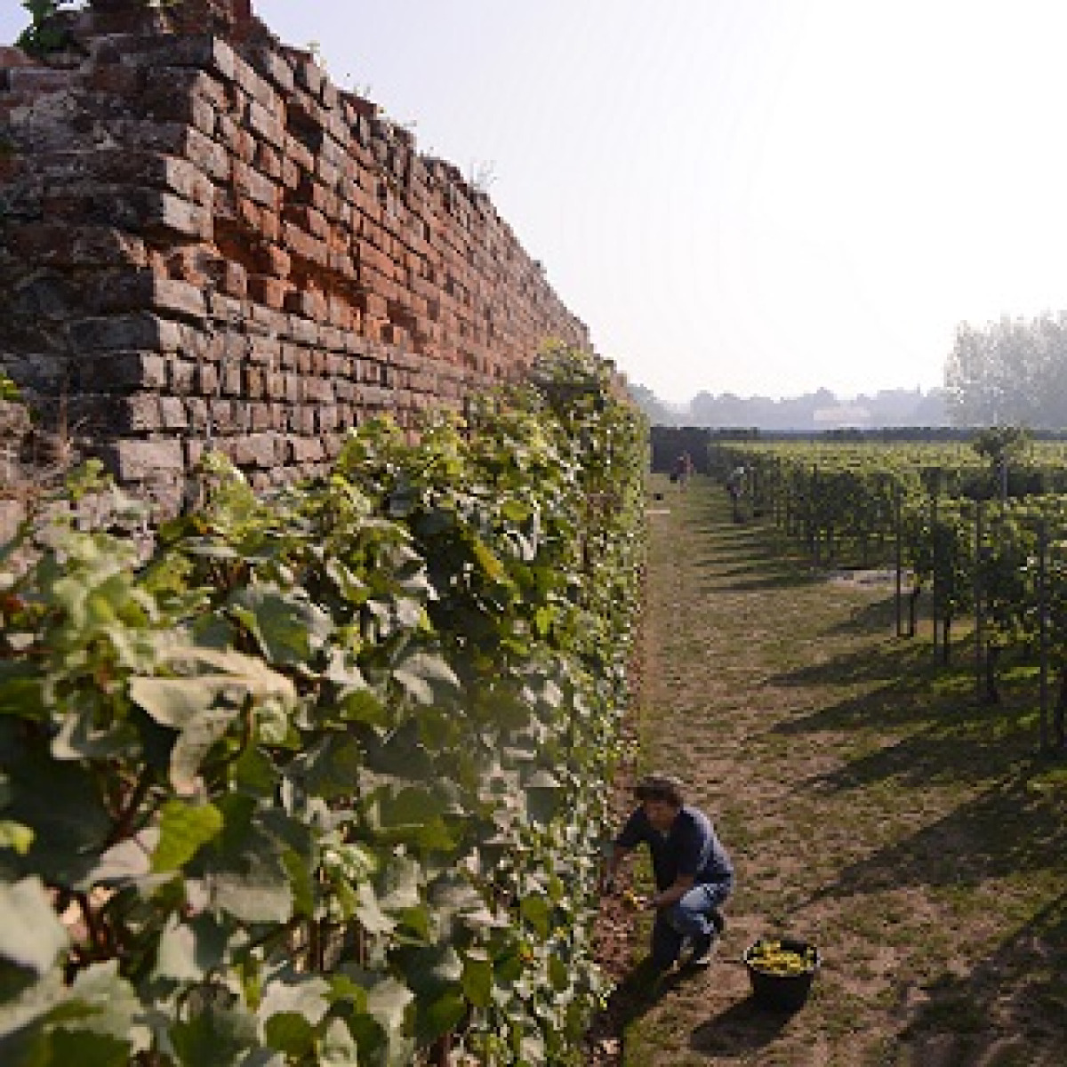 Clos d'Opleeuw (c) Clos d'Opleeuw