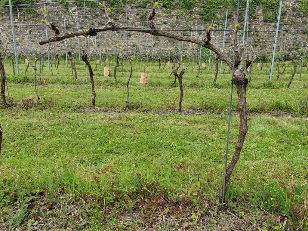 guyot simple - Villers-la-Vigne